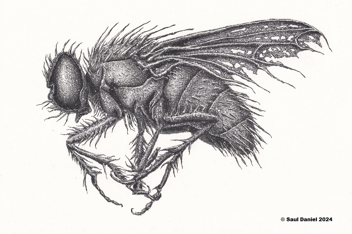 housefly artwork